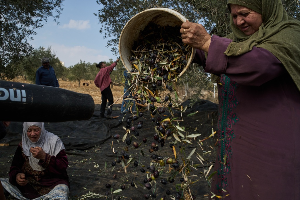 A Palestinian woman uses a leaf blower as she collects olives during a harvest in the West Bank village of Sinjil, Thursday, Nov. 13, 2025. (AP Photo/Leo Correa)