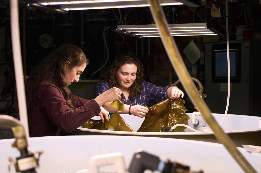 Hadley Kerr, left, and Morgan Anthony hold pieces of tank-grown kelp Friday, March 13, 2026, at the Woods Hole Oceanographic Institution in Woods Hole, Mass. (Ana Georgescu/MIT Graduate Program in Science Writing via AP)