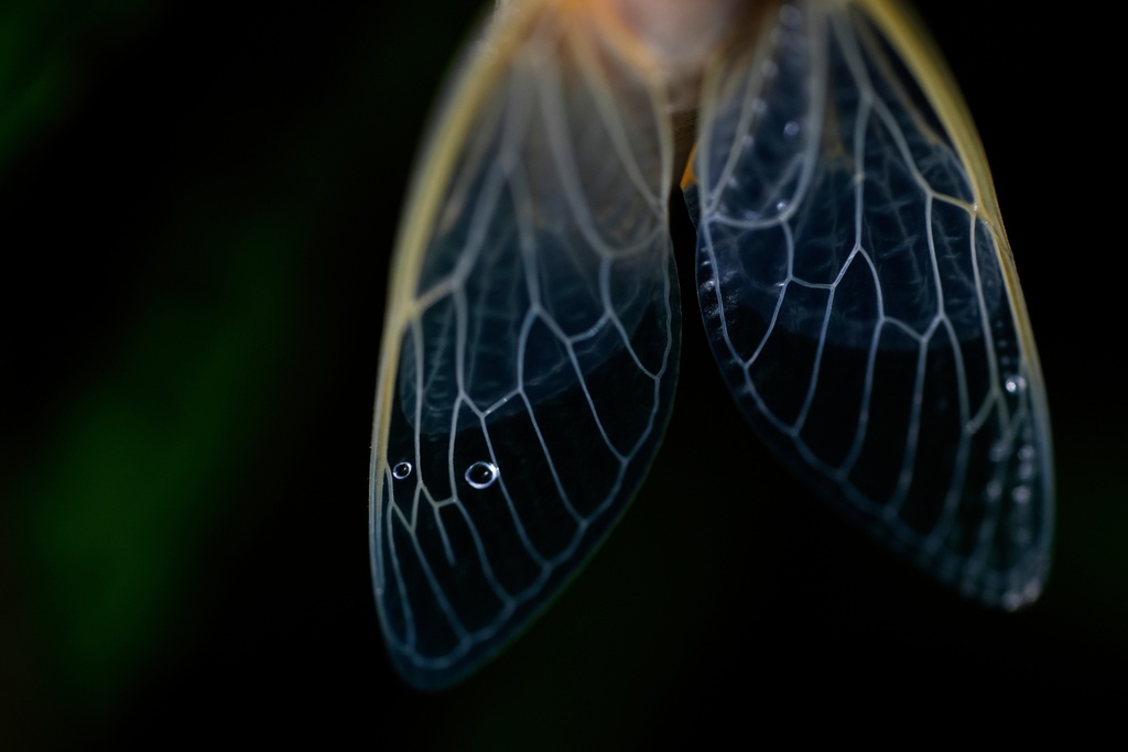 The veins of an adult periodical cicada's translucent wings are illuminated shortly after shedding its nymphal skin after a heavy rain, May 16, 2025, in Cincinnati. (AP Photo/Carolyn Kaster, File)