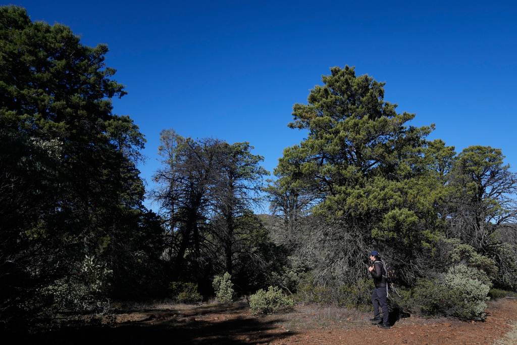 CORRECTS ID: Jesse Miller, President of the California Lichen Society, walks near cypress trees while leading a group of CALS members and guests on a field trip at the University of California, Davis' McLaughlin Reserve in Lower Lake, Calif., Saturday, Jan. 24, 2026. (AP Photo/Jeff Chiu)
