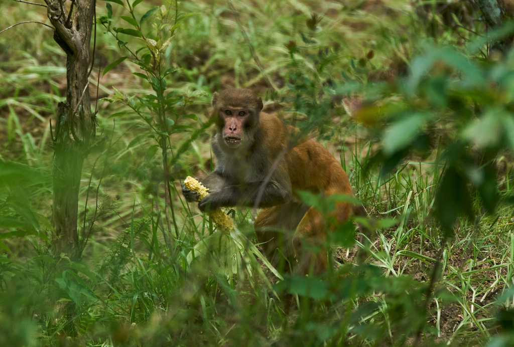 A monkey eats corn stolen from a nearby farmland in Dharamghar, Dolakha district, about 86 kilometers (53 miles) east of Kathmandu, Nepal, Friday, July 24, 2026. (AP Photo/Niranjan Shrestha)