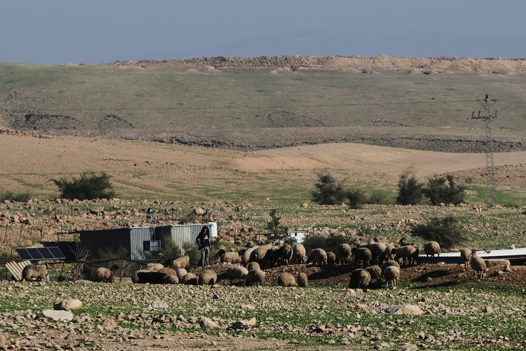An Israeli settler herds his flock near his outpost beside the Palestinian village of Ras Ein al-Auja in the West Bank, Sunday, Jan. 11, 2026. (AP Photo/Mahmoud Illean)