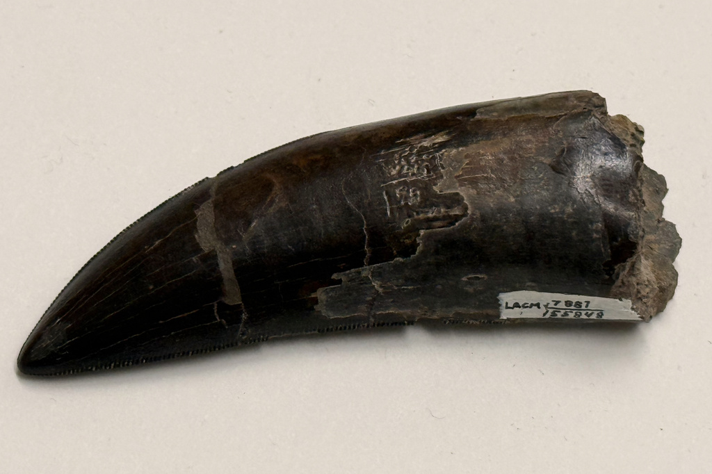 This 2026 photo provided by UCLA shows a Tyrannosaurus rex tooth that was used to measure the dinosaur’s body temperature. (UCLA via AP)
