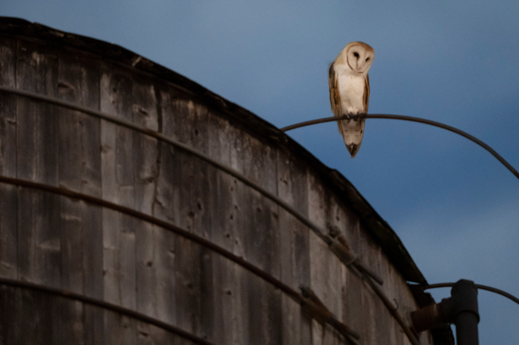 An American Barn Owl sits perched on a water tower on the Upper West Side neighborhood, Wednesday, Oct. 14, 2026, in New York. (AP Photo/Yuki Iwamura)