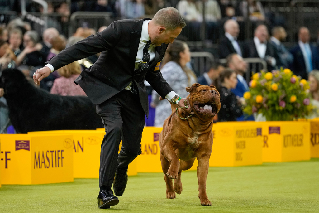 Bugga, a Dogue de Bordeaux competes in the working group competition of the 150th Westminster Kennel Club Dog Show, Tuesday, Feb. 3, 2026, in New York. (AP Photo/Yuki Iwamura)