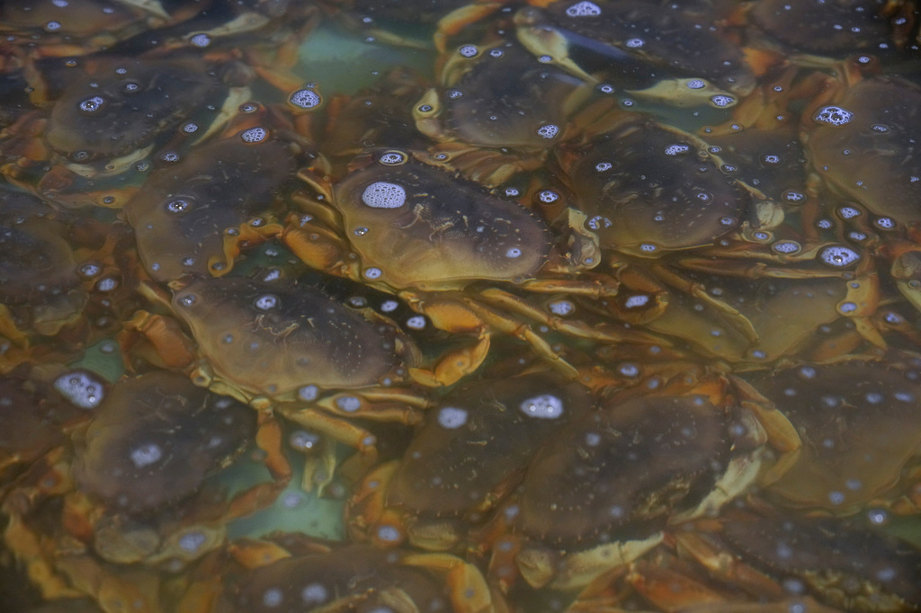 FILE - Fresh Dungeness crabs fill a tank at the Alioto-Lazio Fish Company at Fisherman's Wharf in San Francisco, Jan. 23, 2024. (AP Photo/Eric Risberg, File)