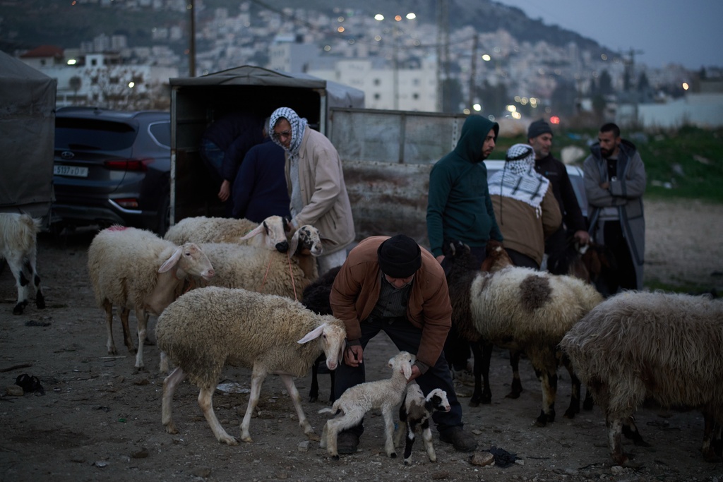 Palestinians gather to purchase sheep and goats at a livestock market near Balata refugee camp on the outskirts of the West Bank city of Nablus, Thursday, Feb. 12, 2026. (AP Photo/Leo Correa)