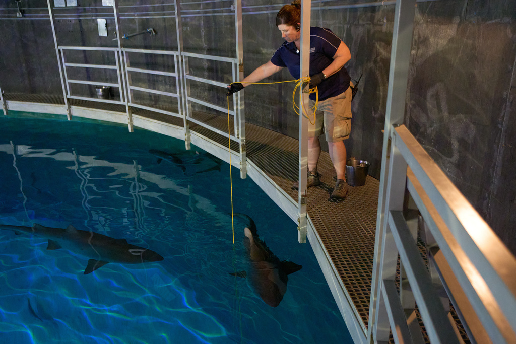 Lead aquarist Becky O'Brien feeds a shark in the Shark Reef Aquarium at the Mandalay Bay hotel-casino in Las Vegas, Wednesday, March 11, 2026. (AP Photo/John Locher)