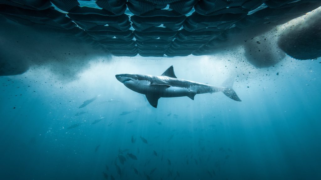 This image released by Discovery Channel shows a great white shark in “Chum Island: Catching a Killer," an episode for Discovery's annual "Shark Week." (Discovery Channel via AP)
