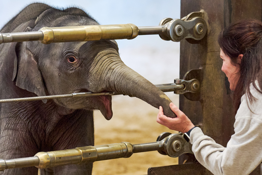 Linh Mai, a 10-week-old Asian elephant calf, touches the hand of elephant keeper Becky Shore, during the calf's public debut at the National Zoo, Wednesday April 22, 2026, in Washington. (AP Photo/Jacquelyn Martin)