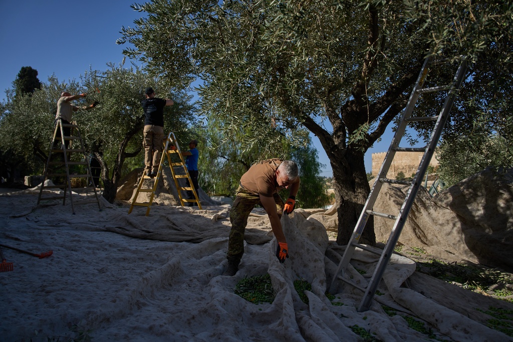 Italian volunteers work on the olive harvest at the Franciscan hermitage on the Mount of Olives in Jerusalem, Friday, Oct. 3, 2025. (AP Photo/Oded Balilty)