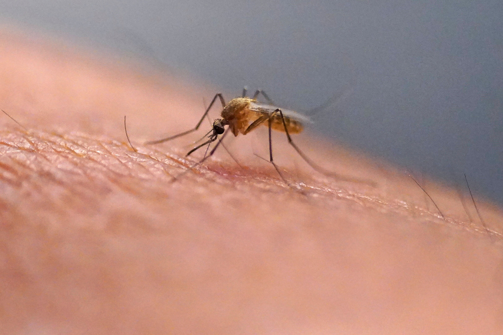 FILE - A mosquito feeds on a technician at the Salt Lake City Mosquito Abatement District on July 26, 2023, in Salt Lake City. (AP Photo/Rick Bowmer, File)