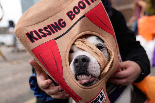 Makenzie Smith-Emrich puts on a costume for her dog Sadie during an event for dog trick-or-treating, Friday, Oct. 17, 2025, in Lansing, Mich. (AP Photo/Ryan Sun) Makenzie Smith-Emrich puts on a costume for her dog Sadie during an event for dog trick-or-treating, Friday, Oct. 17, 2025, in Lansing, Mich. (AP Photo/Ryan Sun)