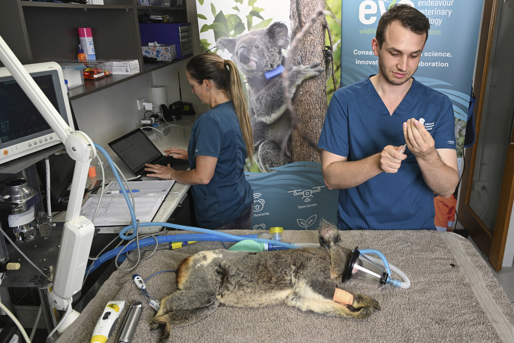 A Koala is seen being treated for chlamydia by senior Veterinarian Dr Julian Grosmaire at the Endeavour Veterinary Ecology at Toorbul, north of Brisbane, Australia, Tuesday, Sept. 9, 2025. (Darren England/AAP Image via AP)