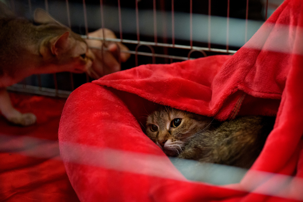 A cat looks out from its cat cave at an international feline beauty competition, dubbed the Feline Oscars, featuring more than 200 cats, in Bucharest, Romania, Saturday, March 21, 2026. (AP Photo/Andreea Alexandru)