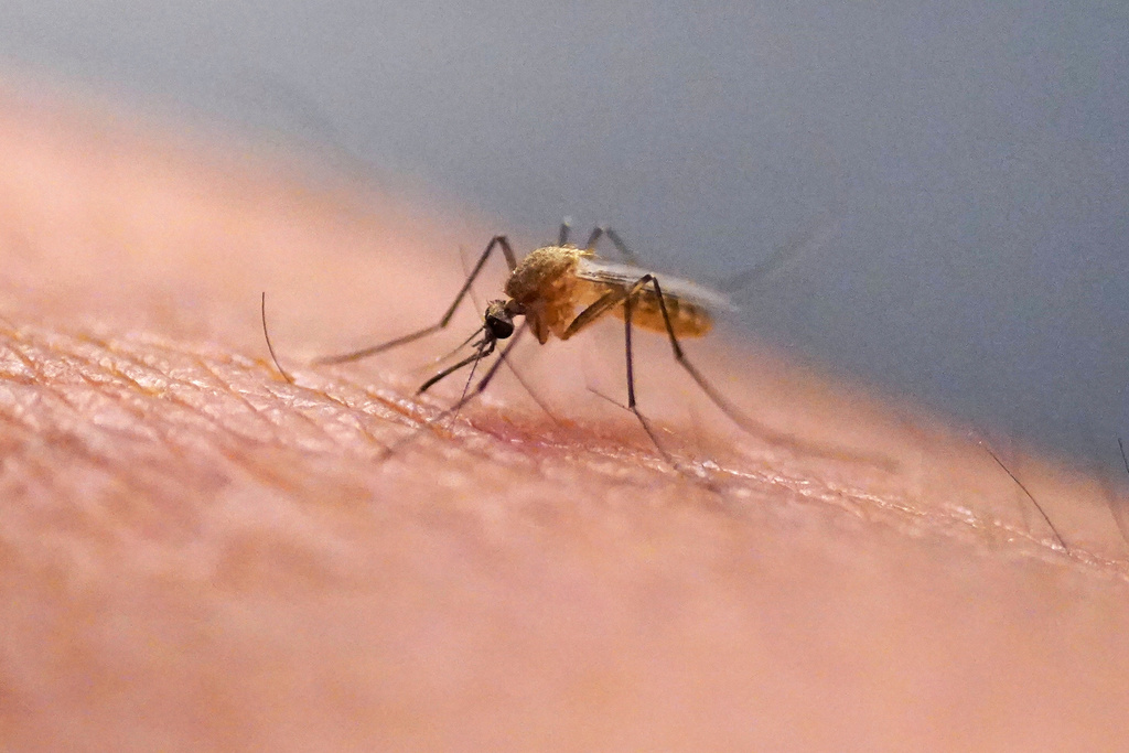 FILE - A mosquito feeds at the Salt Lake City Mosquito Abatement District on July 26, 2023, in Salt Lake City. (AP Photo/Rick Bowmer, File)