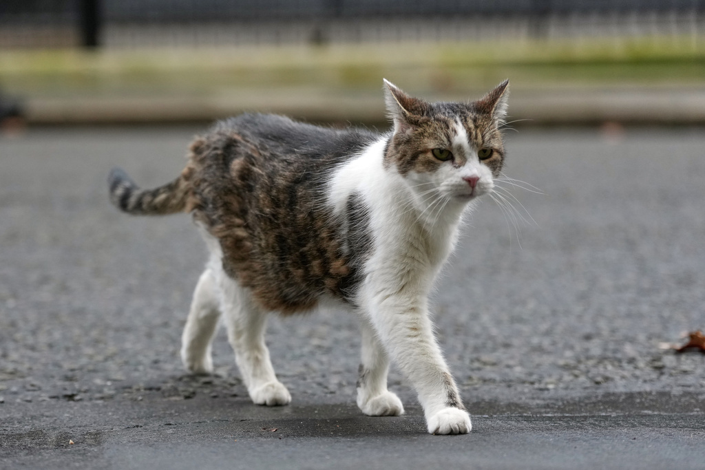 FILE - Larry the cat, Chief Mouser to the Cabinet Office, crosses Downing Street in London, Tuesday, Feb. 10, 2026. (AP Photo/Alastair Grant, File)