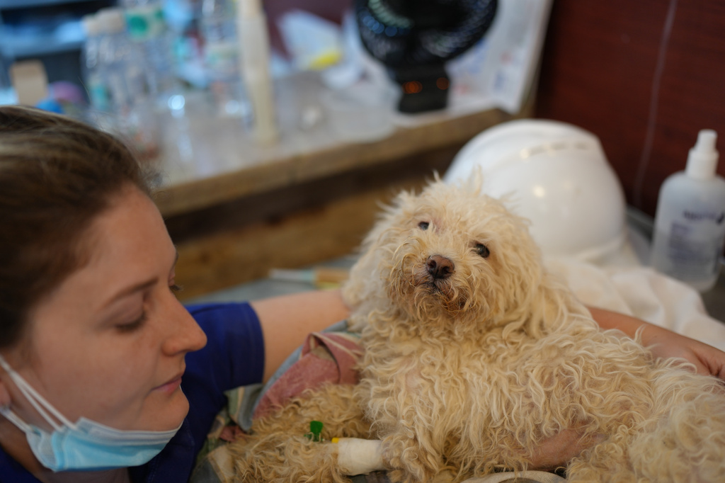 Gabriela Alves pets her dog, which she found alive a week after the earthquakes, at a McDonald's restaurant being used as a temporary health center and pet reunification center in La Guaira, Venezuela, Thursday, July 2, 2026. (AP Photo/Matias Delacroix)