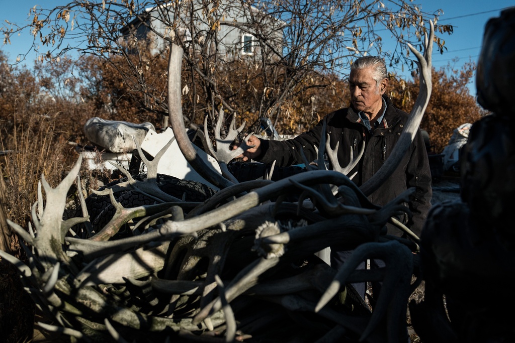 Roswell Schaeffer, an Inupiaq hunter and fisher, looks over caribou antlers from past hunts at his home in Kotzebue, Alaska, Friday, Sept. 26, 2025. (AP Photo/Annika Hammerschlag)