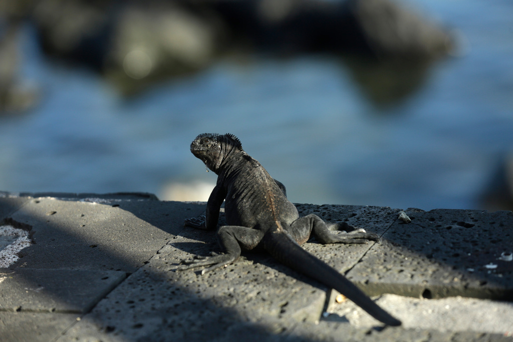 FILE -In this May 2, 2020 photo, a marine iguana suns on the edge of a boardwalk in San Cristobal, Galapagos Islands, Ecuador. (AP Photo/Adrian Vasquez, File)