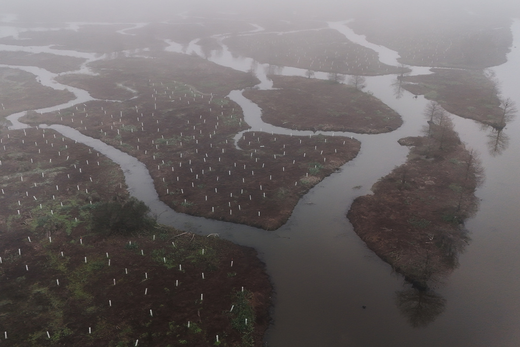 White plastic sleeves protect newly-planted trees in a wetland Friday, Jan. 23, 2026, in Meraux, La. (AP Photo/Joshua A. Bickel)