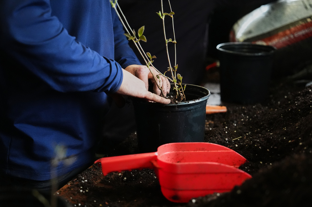 Joe Verstandig, living collections manager at the Newport Tree Conservancy, repots a native tree seedling Wednesday, April 22, 2026, in Newport, R.I. (AP Photo/Joshua A. Bickel)