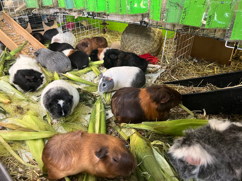 Guinea pigs nibble on corn and other vegetation at a guinea pig rescue in Salisbury, Mass., Friday, July 10, 2026. (AP Photo/Kimberlee Kruesi)