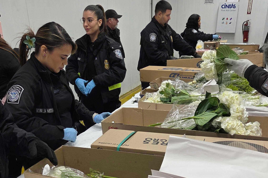 Valentine's Day flowers are unwrapped and inspected by U.S. Customs and Border Protection agriculture specialists at Miami International Airport, on Friday, Feb. 6, 2026, in Miami. (AP Photo/David Fischer)