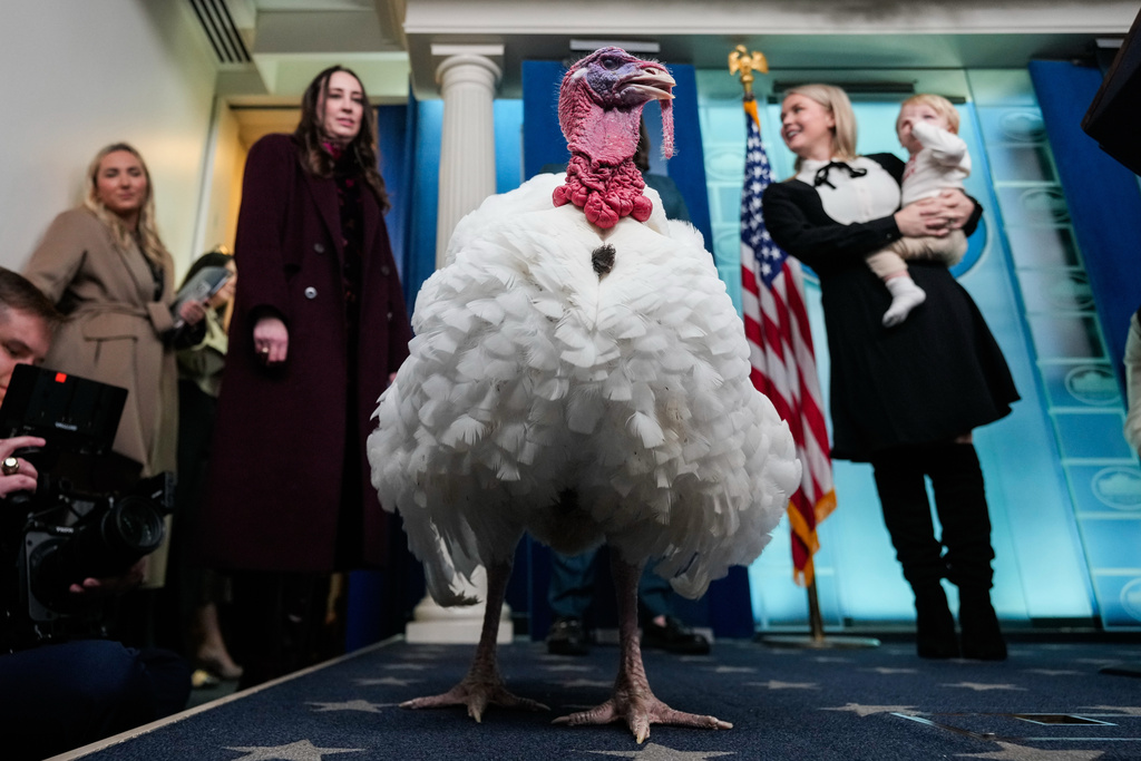 Waddle, the alternate national Thanksgiving turkey, stands in the White House press briefing room, Tuesday, Nov. 25, 2025, in Washington. (AP Photo/Julia Demaree Nikhinson)
