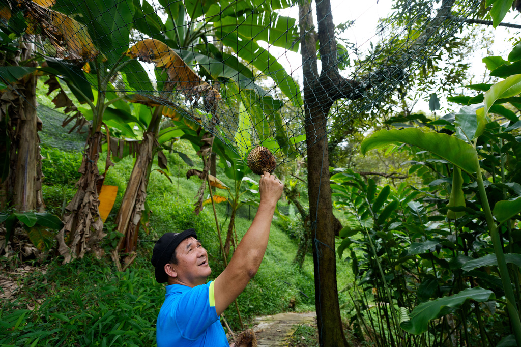 Durian farmer Kie Kim Hwa collects a durian on a net at his hillside orchard in Balik Pulau, Penang Island, Malaysia, Wednesday, June 24, 2026. (AP Photo/Vincent Thian)