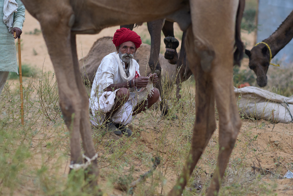 A camel herder sits near cattle at the annual cattle fair in Pushkar, in the western Indian state of Rajasthan, Monday, Oct. 27, 2025. (AP Photo/Rajesh Kumar Singh)