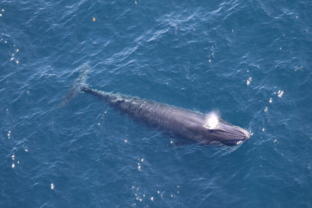 In this 2024 image provided by NOAA Fisheries, a Rice's whale is visible from onboard the NOAA Twin Otter aircraft off the coast of Texas in the Gulf of Mexico. (Paul Nagelkirk/NOAA Fisheries (Permit #21938) via AP)