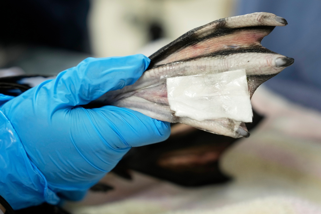 A rescued loon's frostbitten foot is bandaged at Avian Haven, a bird rehabilitation clinic, Tuesday, Dec. 9, 2025, in Freedom, Maine. (AP Photo/Robert F. Bukaty)