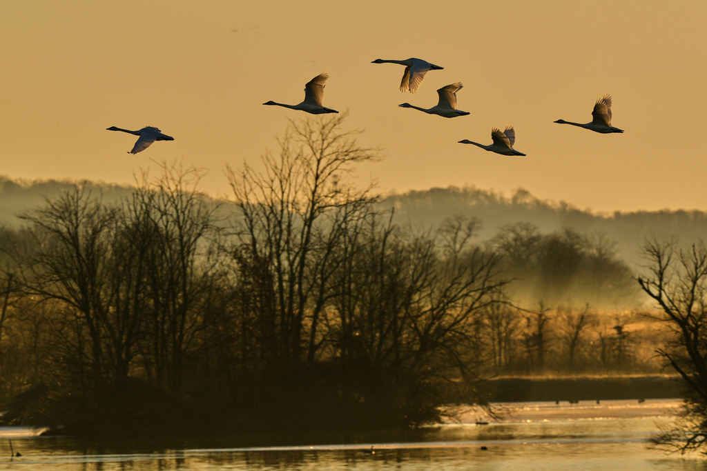 Tundra swans fly Middle Creek Wildlife Management Area, Monday, March 9, 2026, in Kleinfeltersville, Pa. (AP Photo/Robert F. Bukaty)