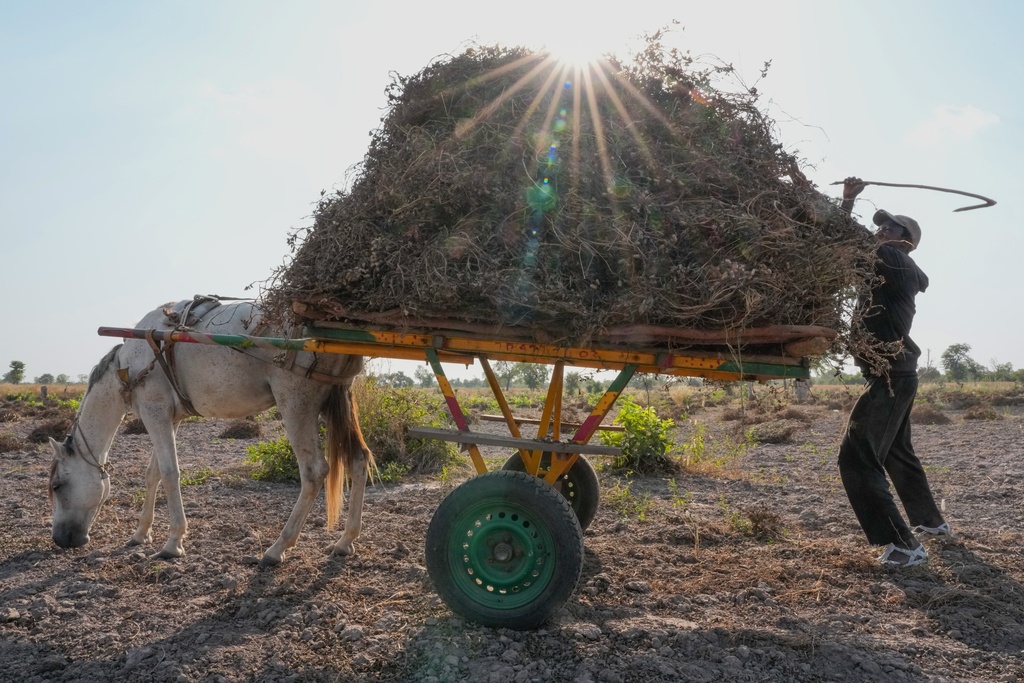 Mamadou Camara, who moved from Mali to Senegal pursue farming, stacks peanut plants on a cart on a farm in Tambacounda, Senegal, Wednesday, Nov. 5, 2025. (AP Photo/Mark Banchereau)