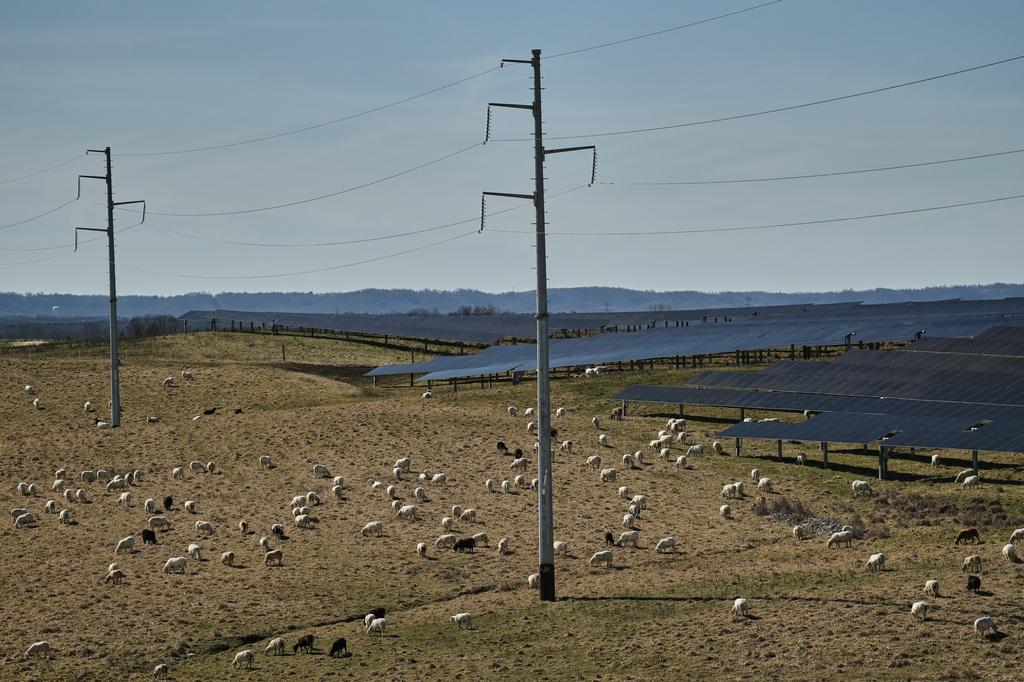 Power lines run through a field where sheep graze near solar panels Friday, Feb. 20, 2026, at a farm in Lancaster, Ky. (AP Photo/Joshua A. Bickel)