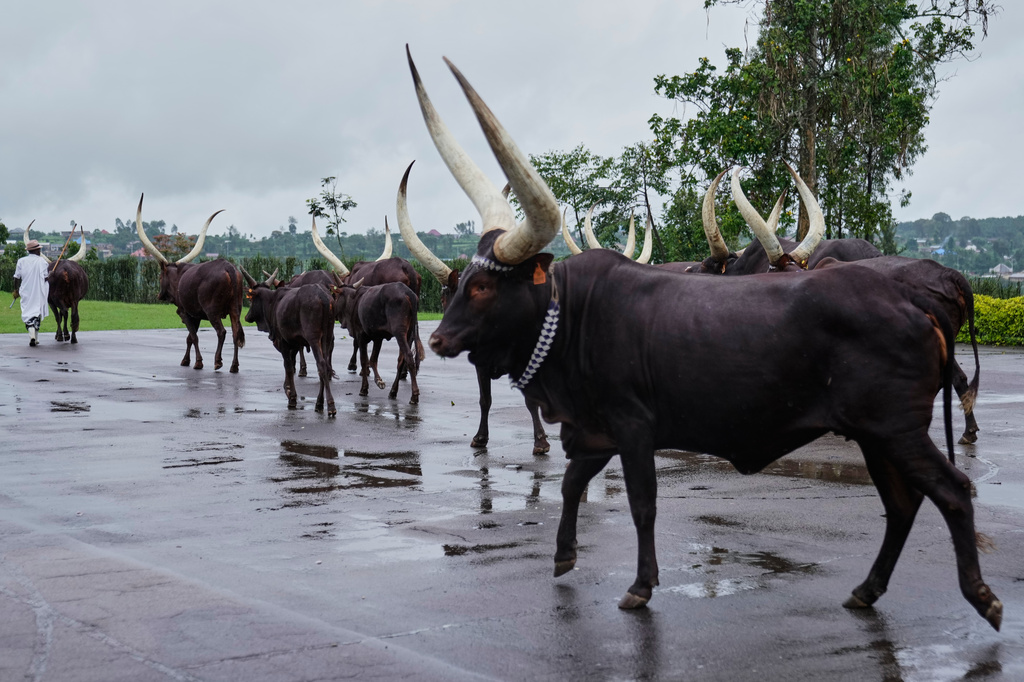 Herdsman Kanamugire Anastase leads a herd of royal cattle, known as Inyambo, back to their enclosure after grazing at the King's Palace Museum in Nyanza, Rwanda, Saturday, March 21, 2026. (AP Photo/Brian Inganga)