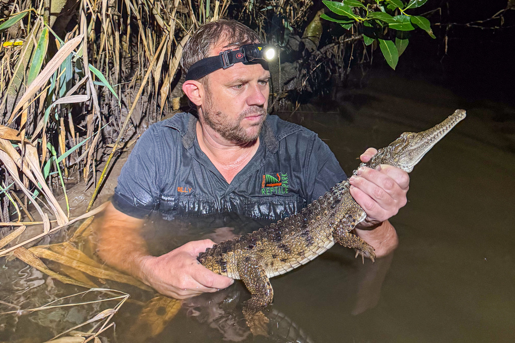 In this photo provided by Australian Reptile Park, its manager Billy Collett holds a freshwater crocodile caught in Ironbark Creek near Newcastle, Australia, Sunday, March 1, 2026. (Brandon Gifford/Australian Reptile Park via AP)