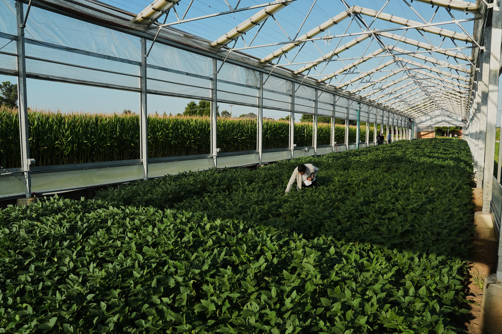 Ashish Rajurkar, a research scientist at the Salk Institute, examines a greenhouse of genetically-engineered soybeans Tuesday, Sept. 1, 2026, at a research farm in Champaign, Ill. (AP Photo/Joshua A. Bickel)