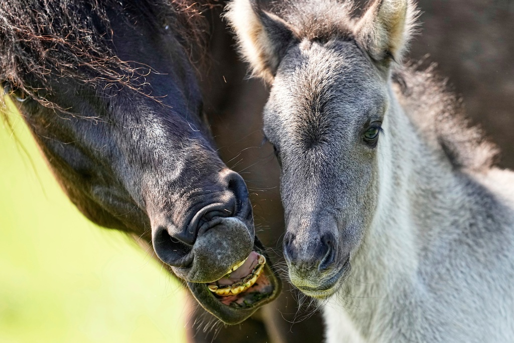 A young wild horse stands by its mother in a meadow near the city of Duelmen, Germany, where the herd lives in almost unmanaged feral conditions, April 19, 2025. (AP Photo/Martin Meissner, File)