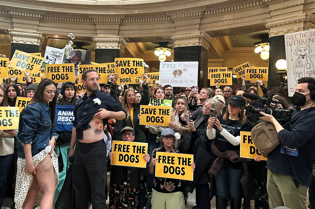 Animal rights activists protesting in the Wisconsin State Capitol show off wounds they say they suffered when they clashed with police two days earlier outside of a dog breeding and research facility, Monday, April 20, 2026, in Madison, Wis. (AP Photo/Scott Bauer)