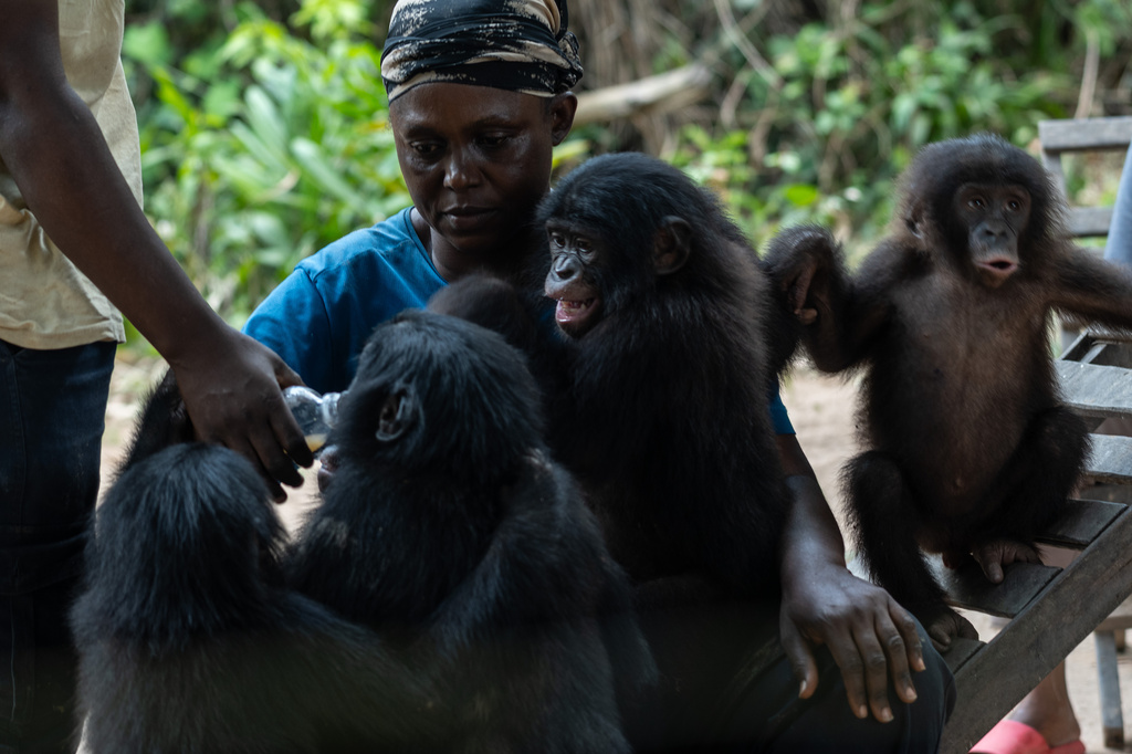 Caregivers at the Lola ya Bonobo sanctuary tend to orphan bonobos in Kinshasa, Democratic Republic of the Congo, on April 8, 2026. (AP Photo/Samy Ntumba Shambuyi)