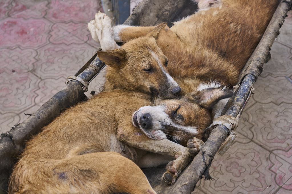Stray dogs are carried on stretchers after undergoing sterilization at a veterinary hospital in Srinagar, Indian controlled Kashmir, Tuesday, Sept. 16, 2025. (AP Photo/Dar Yasin)