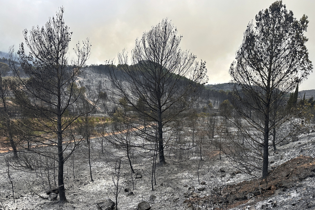 Burned trees during France's biggest wildfire this summer, near Durban-Corbieres, southern France, Wednesday, Aug.6, 2025. (AP Photo/Hernan Munoz)