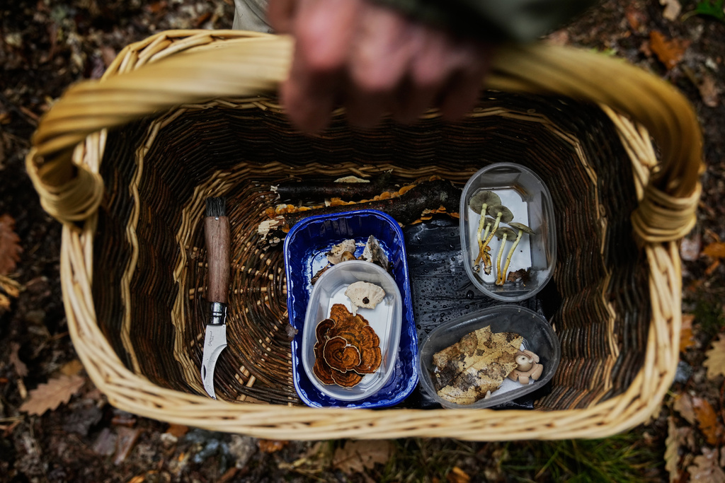 A mushroom hunter who collects certain mushrooms carries his basket in a forest in Potsdam, Germany, Wednesday, Oct. 8, 2025. (AP Photo/Ebrahim Noroozi)