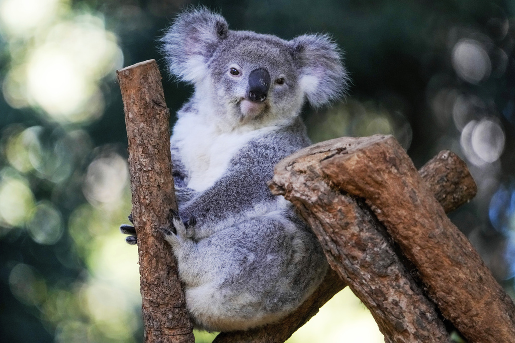 FILE - A koala sits in a tree at a koala park in Sydney, Australia, May 5, 2023. (AP Photo/Mark Baker, File)