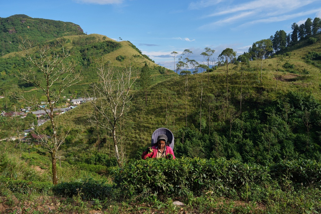A worker plucks tea tips in an area affected by Cyclone Ditwah which led to floods and landslides in Galamuduna Estate in Dolosbage, Sri Lanka, Friday, Dec. 12, 2025. (AP Photo/Eranga Jayawardena)