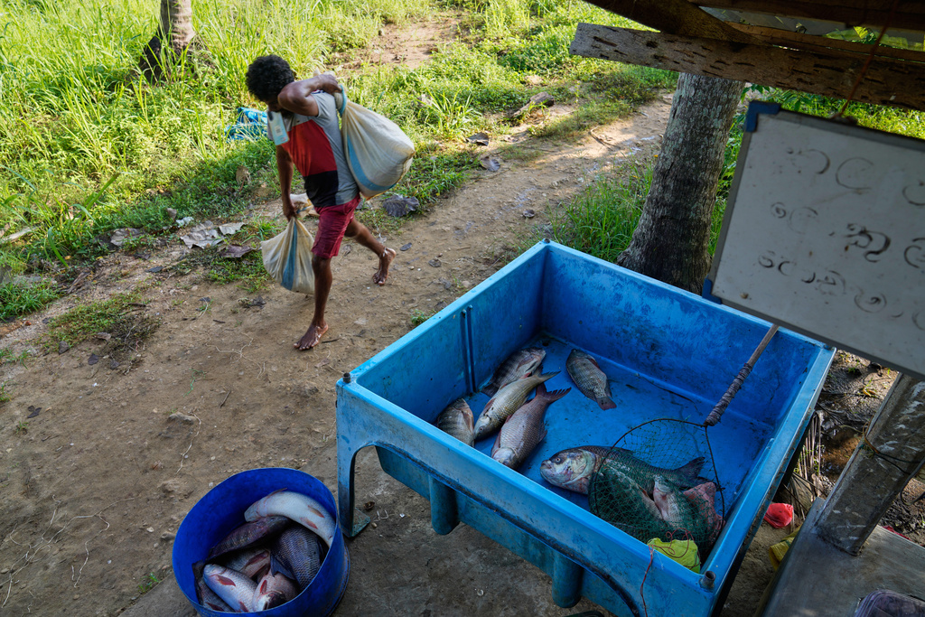 A fisherman brings his catch ashore from the Deduru Oya Reservoir, where giant snakehead fish have become an invasive species, in Walpaluwa village, Sri Lanka, Thursday, Oct, 30, 2025. (AP Photo/Eranga Jayawardena)
