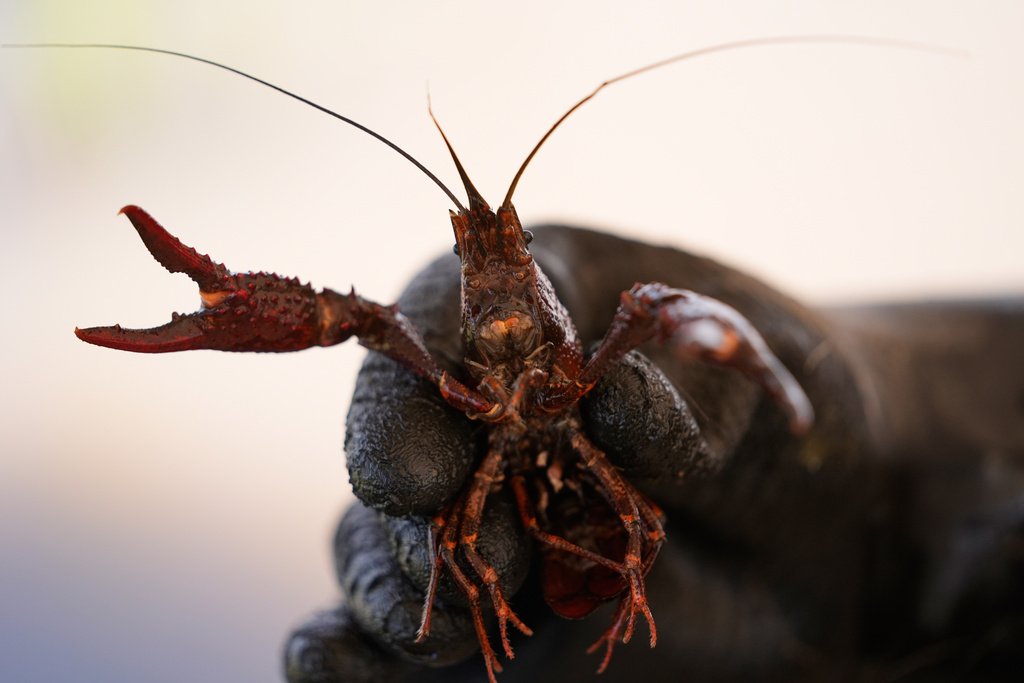 Juan Antonio displays a crawfish harvested in Crowley, La., Thursday, March 19, 2026. (AP Photo/Gerald Herbert)