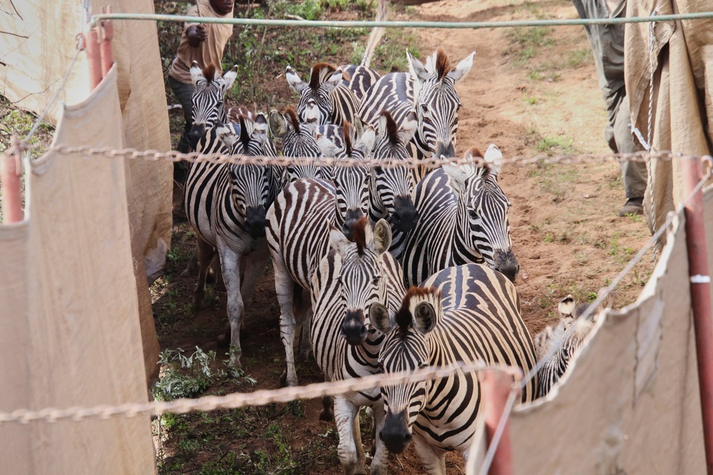 Zebras are rounded up at Maputo National Park in Mozambique, Wednesday, Oct. 1, 2025, to be relocated by truck to Banhine National Park. (Denisio Mulima/Peace Parks Foundation via AP)